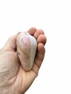 I kunstnerens hånd, ser det rosa litt tydligere thumbnail
